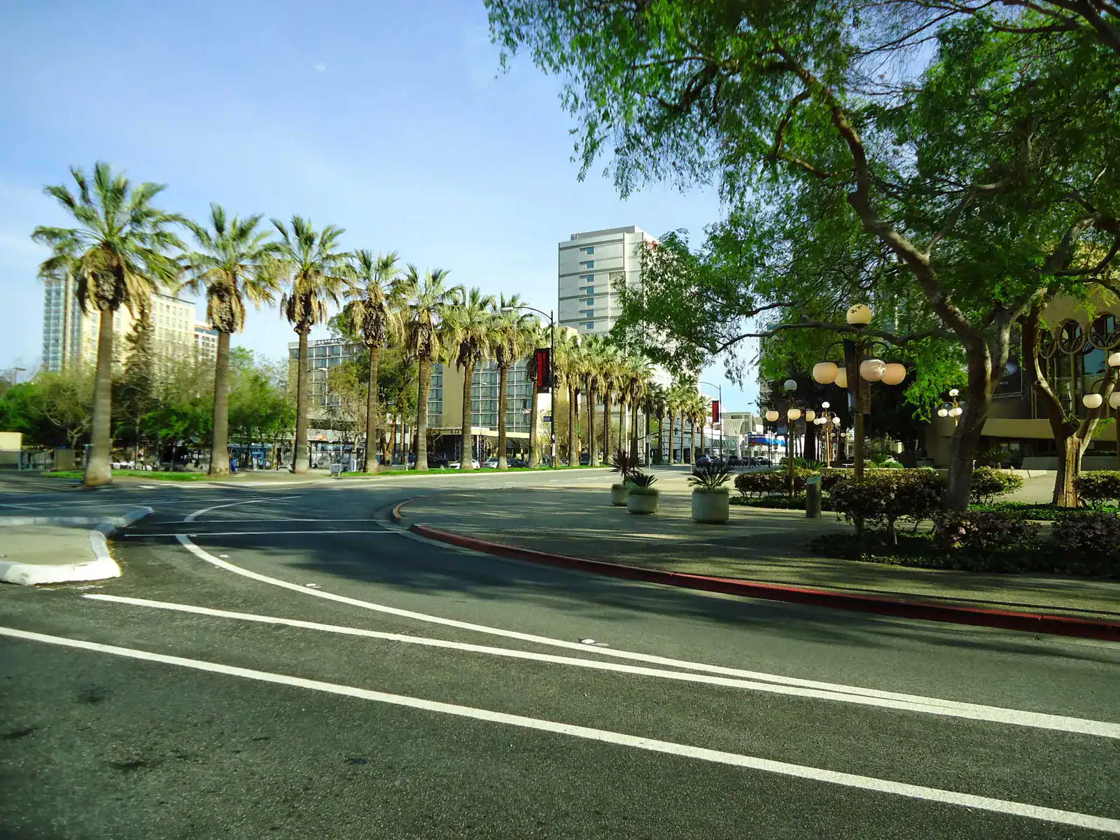 Downtown San Jose street lined with tall palm trees and hotel towers.