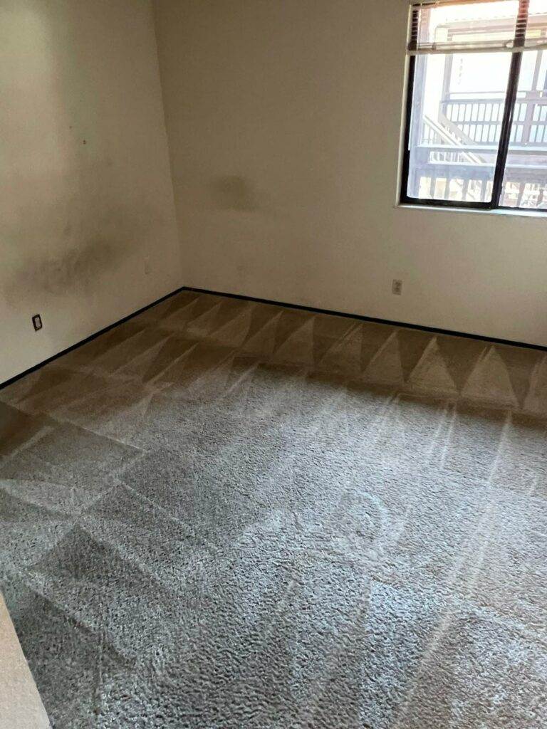 A room with a clean carpet.