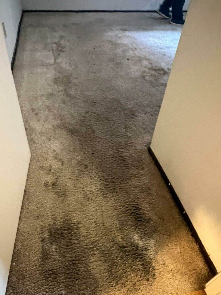 A person is cleaning a dirty carpet with chocolate stains in their home.