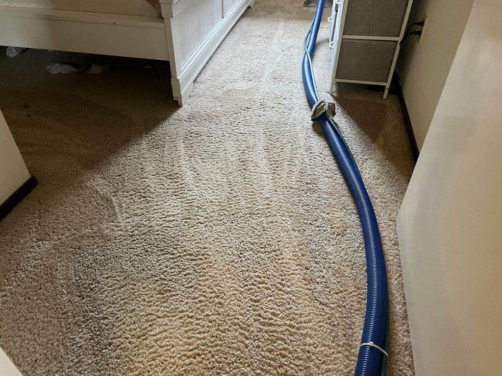 A blue vacuum hose running across a beige carpeted floor in a room.