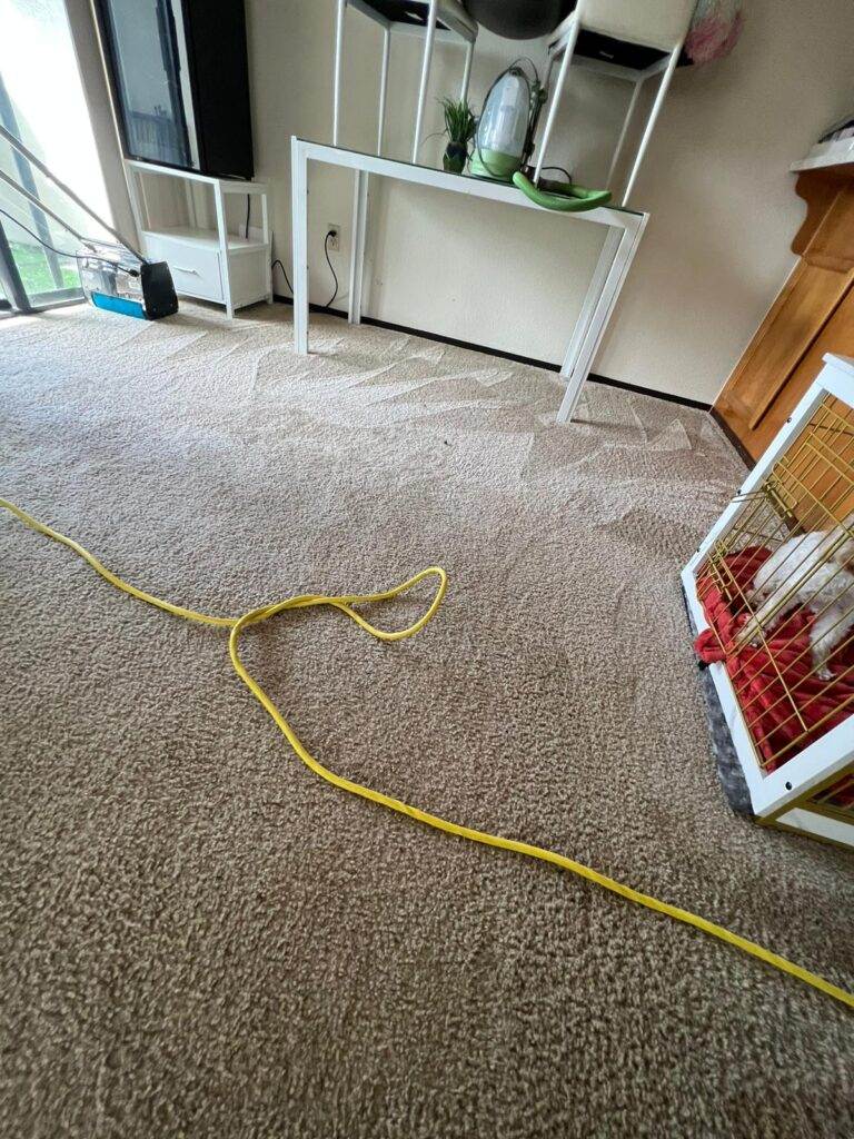 A living room with a beige carpet, showing an extension cord running across the floor, a birdcage on the right, and a shelving unit on the left with decorative items.