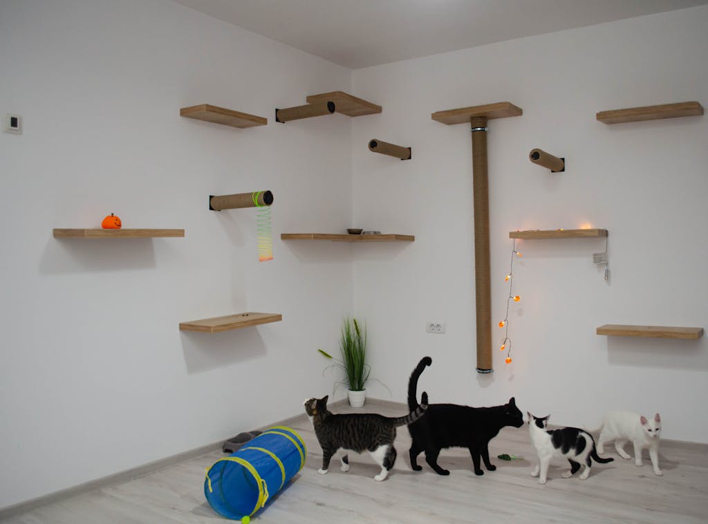 Furniture for Cats in Room