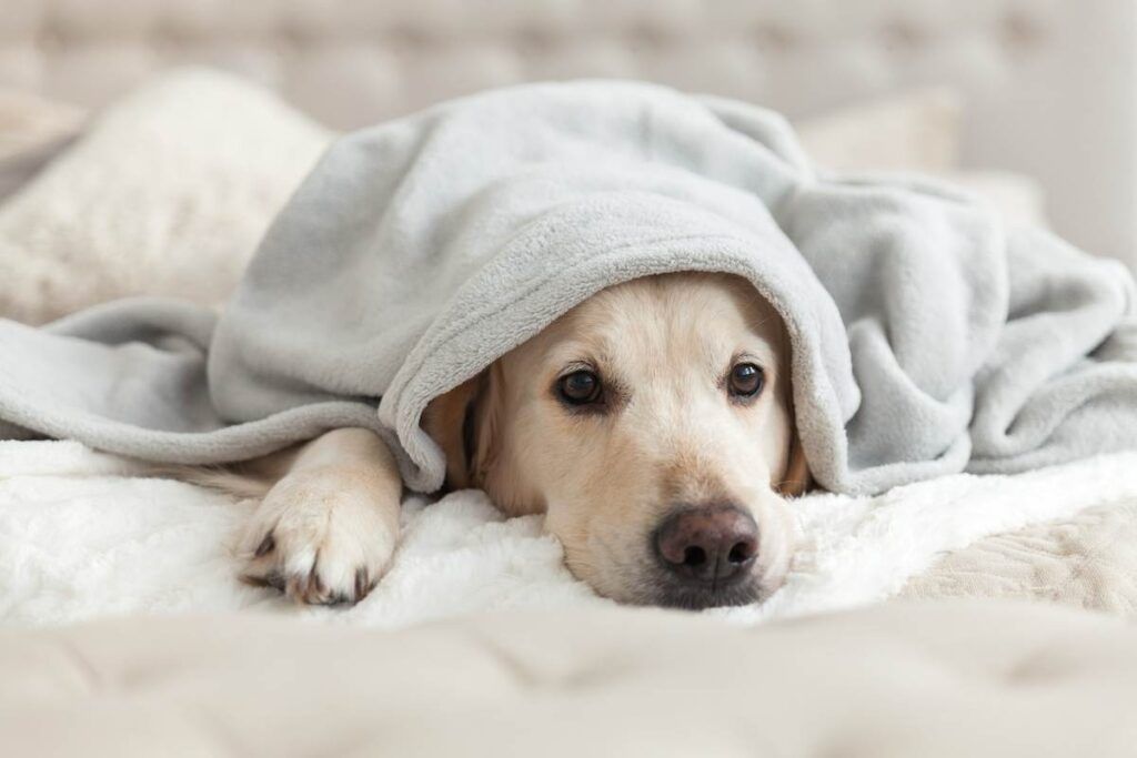 A Labrador retriever lies on a bed, partially covered with a gray blanket, looking towards the camera, as if posing for an article on ApartmentGuide.