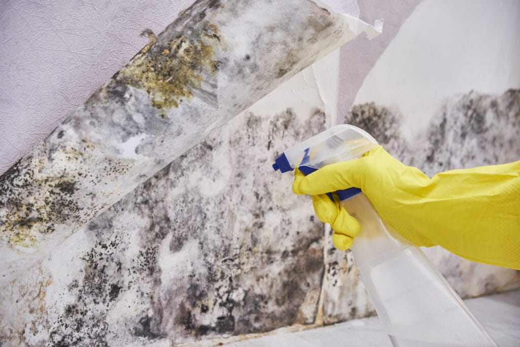 A person wearing a yellow glove sprays cleaning solution on a wall covered with black mold and peeling wallpaper, tackling bathroom deep cleaning—an essential task for real estate agents in Santa Clara preparing homes for sale.